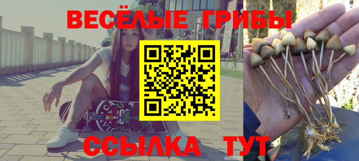 Галлюциногенные грибы Psilocybe Людиново